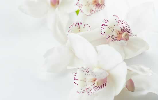 Fiori per decorazione lapidi